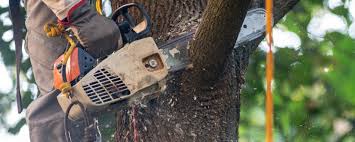 Best Tree Cabling and Bracing  in Lagunitas Forest Knolls, CA