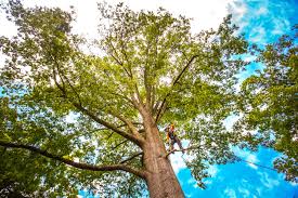 Best Fruit Tree Pruning  in Lagunitas Forest Knolls, CA