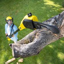 Best Arborist Consultation Services  in Lagunitas Forest Knolls, CA