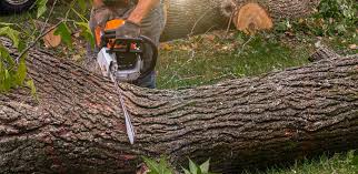  Lagunitas Forest Knolls, CA Tree Services Pros