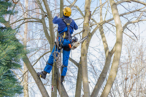 Best Tree Removal  in Lagunitas Forest Knolls, CA