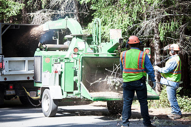 How Our Tree Care Process Works  in  Lagunitas Forest Knolls, CA