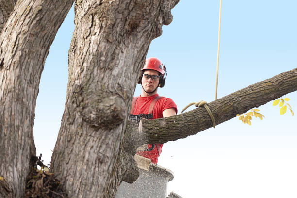 Lagunitas Forest Knolls, CA Tree Services Company